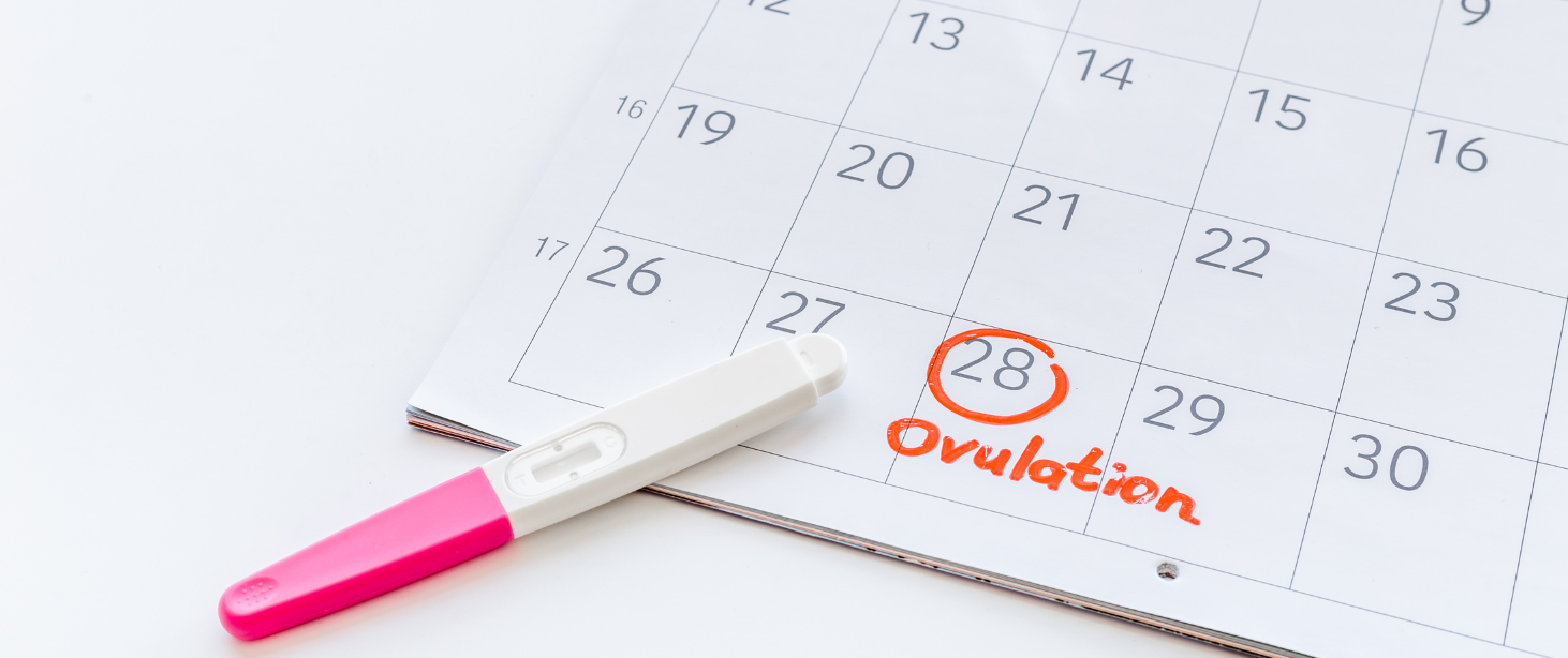 Ovulation: What It Is and Why It Matters
