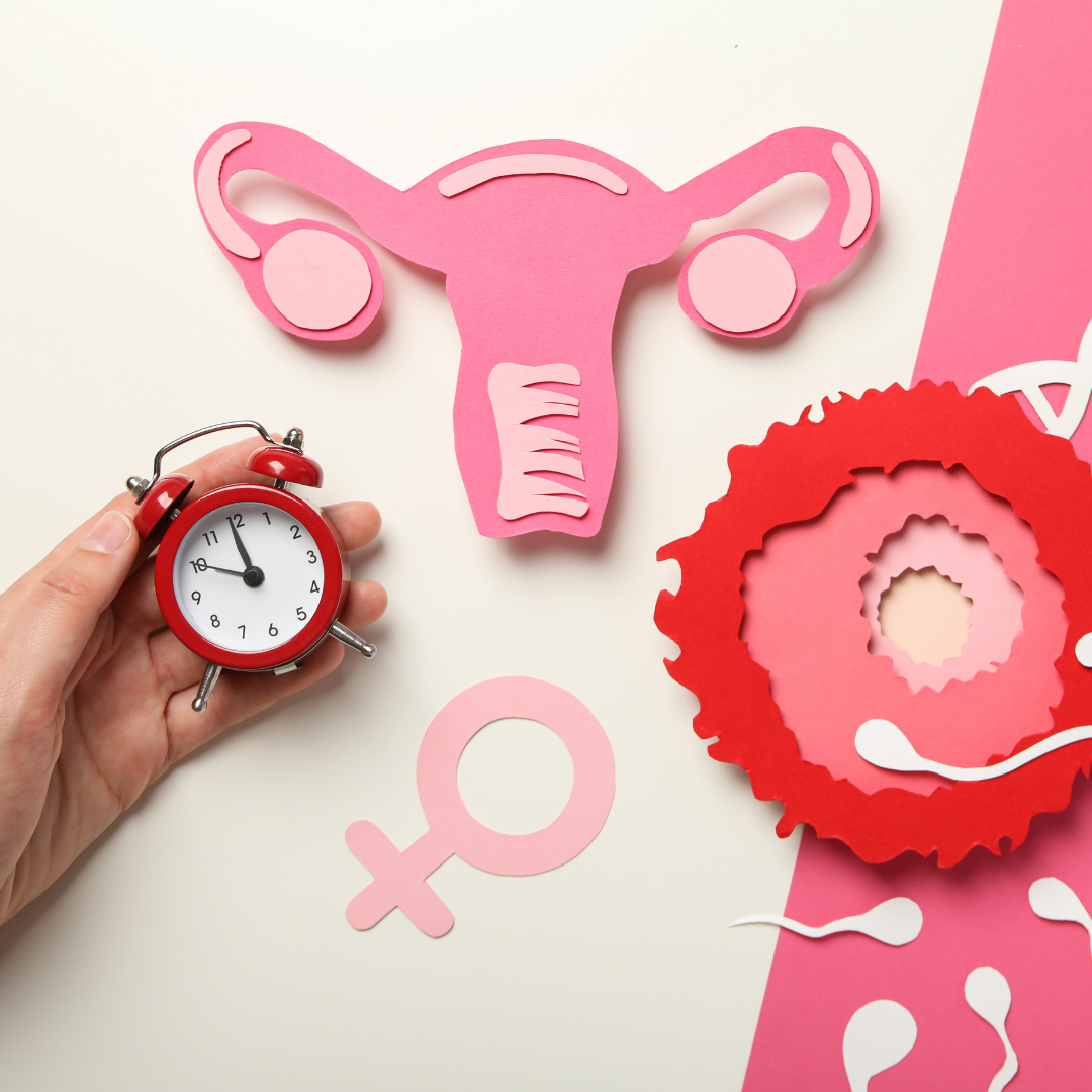 Introduction to Female Fertility